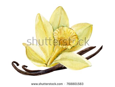 450x341 greeting card, vanilla flower, watercolor, hand drawing, botanical - Vanilla Flower Drawing