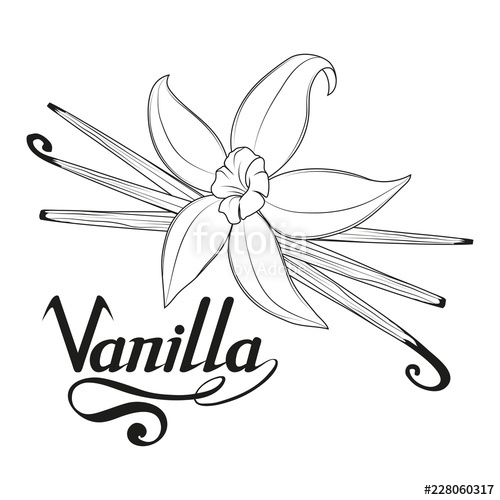500x500 hand drawn vanilla beans, spicy ingredient, vanilla flower logo - Vanilla Flower Drawing