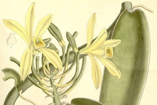 622x415 what a beautifully simple drawing of the vanilla flower inspired - Vanilla Flower Drawing