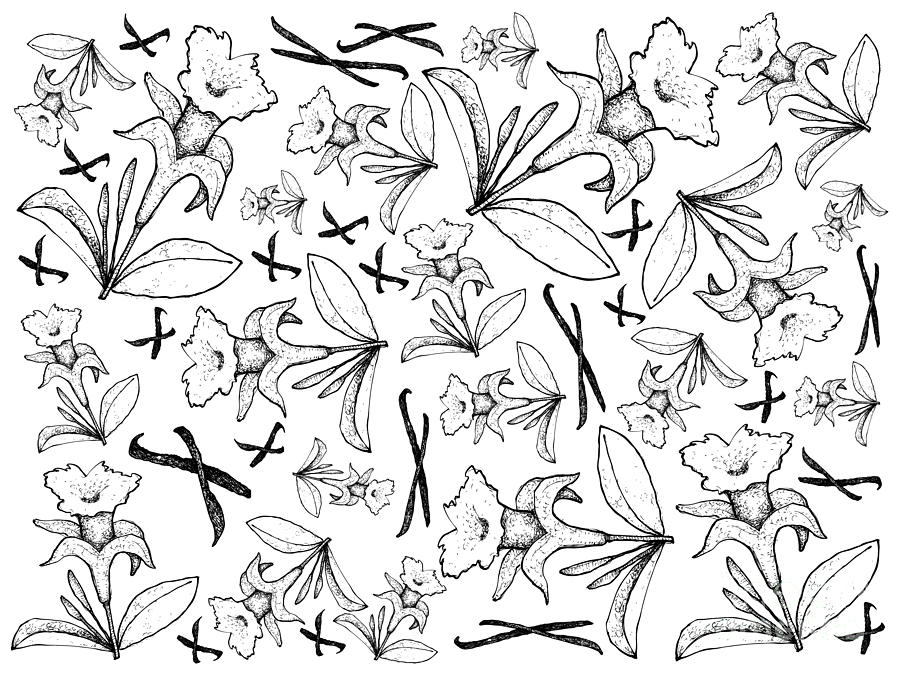 900x675 hand drawn of vanilla flowers and pods background drawing - Vanilla Flower Drawing