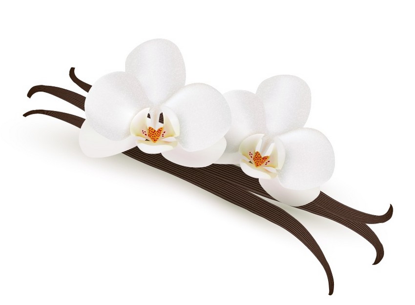 850x625 how to draw vanilla flowers with mesh in adobe illustrator - Vanilla Flower Drawing