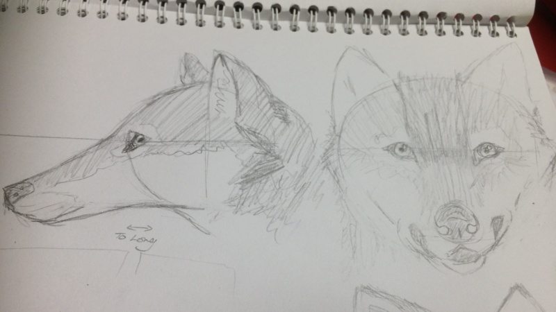 800x450 variety of animal drawings skillshare projects - Variety Drawing