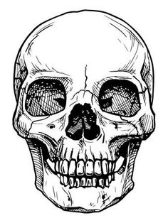 236x314 Skull Vector - Vector Art Drawing