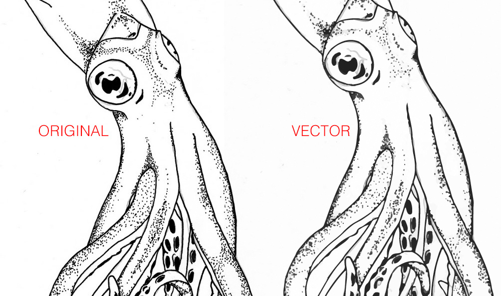 1004x594 Converting Drawing To Vector In Illustrator - Vector Art Drawing