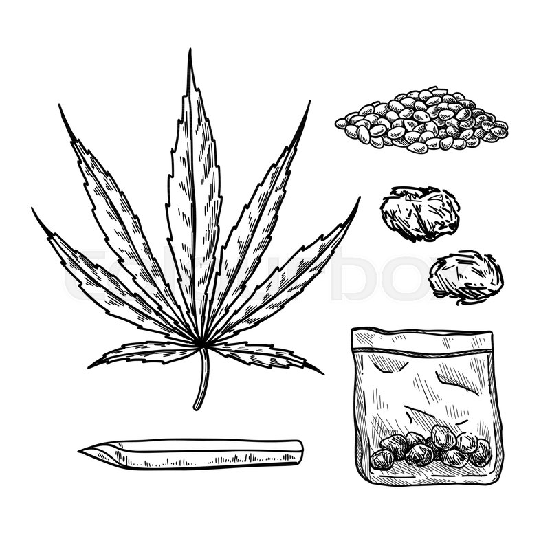 800x800 marijuana or cannabis vector drawing stock vector colourbox - Vector Drawing