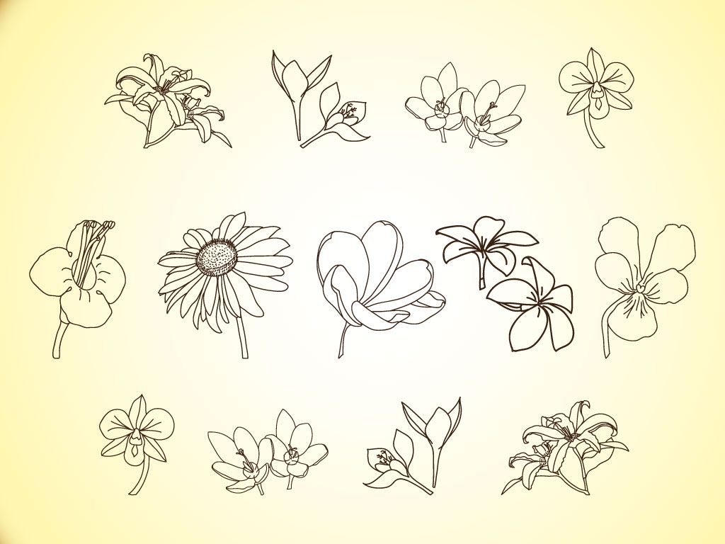 1024x768 Free Simple Line Drawings Vector Flower Line Illustrations - Vector Line Drawing