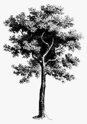 300x424 Tree Drawing Png Images Png Cliparts Free Download On Seekpng - Vector Tree Drawing
