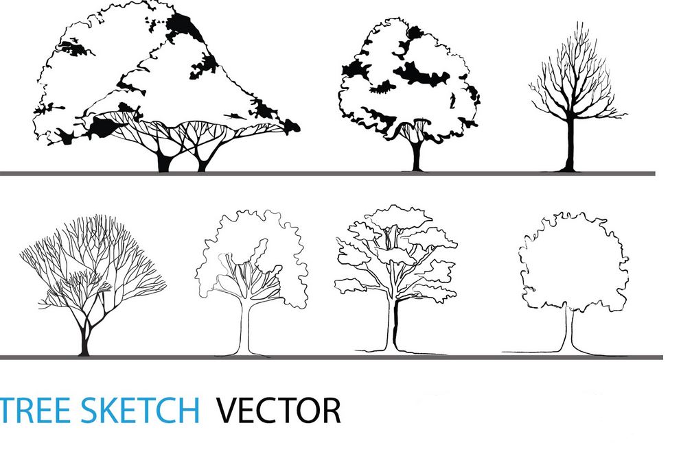 992x668 tree sketch vector architectural resources arch - Vector Tree Drawing
