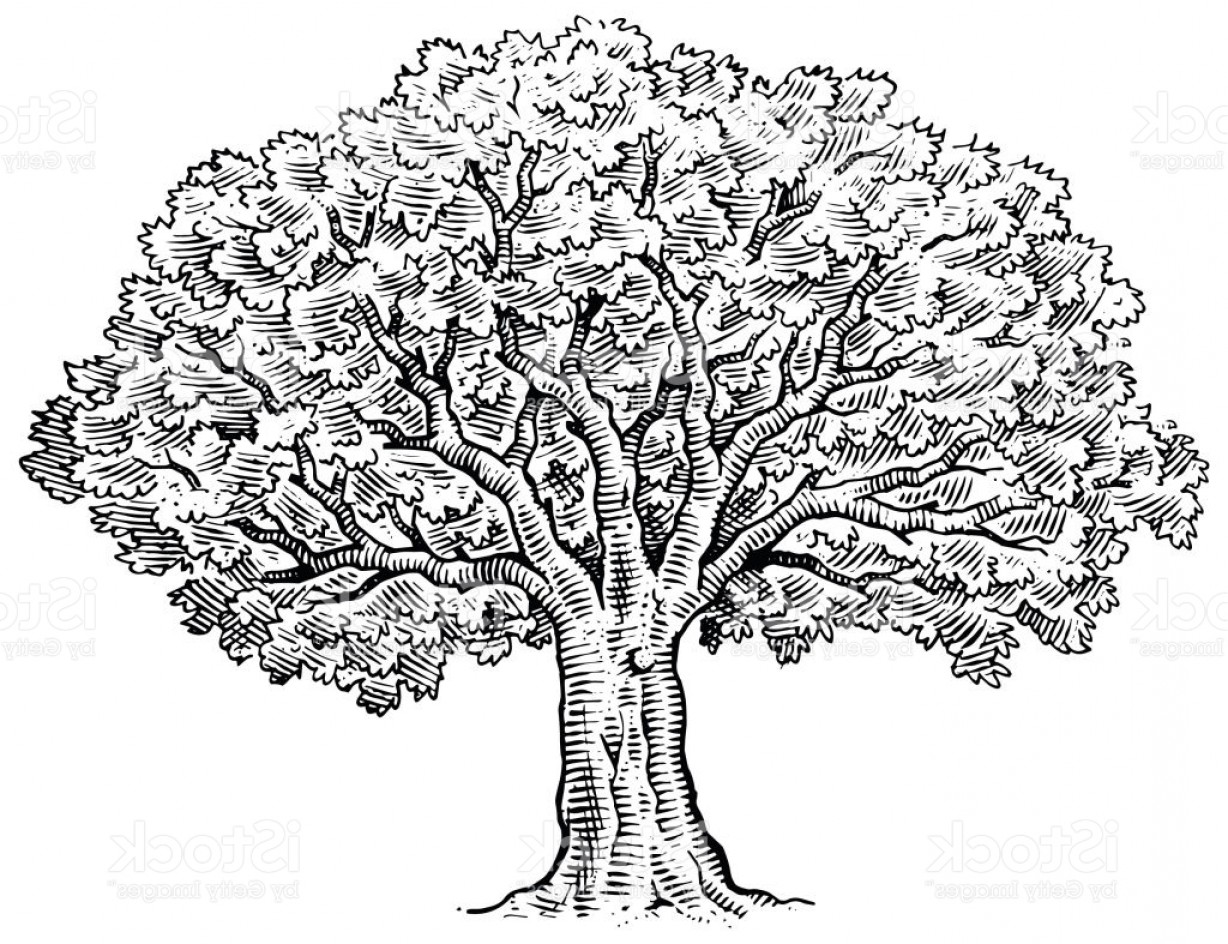 1228x944 big vector tree arenawp - Vector Tree Drawing