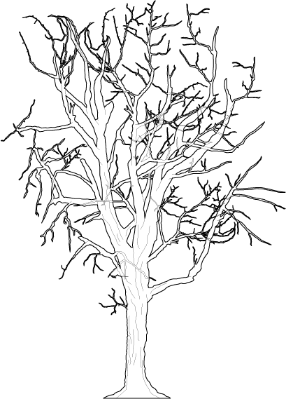 409x569 Tree Without Leaves In Png Or Dwg Vector Trees - Vector Tree Drawing