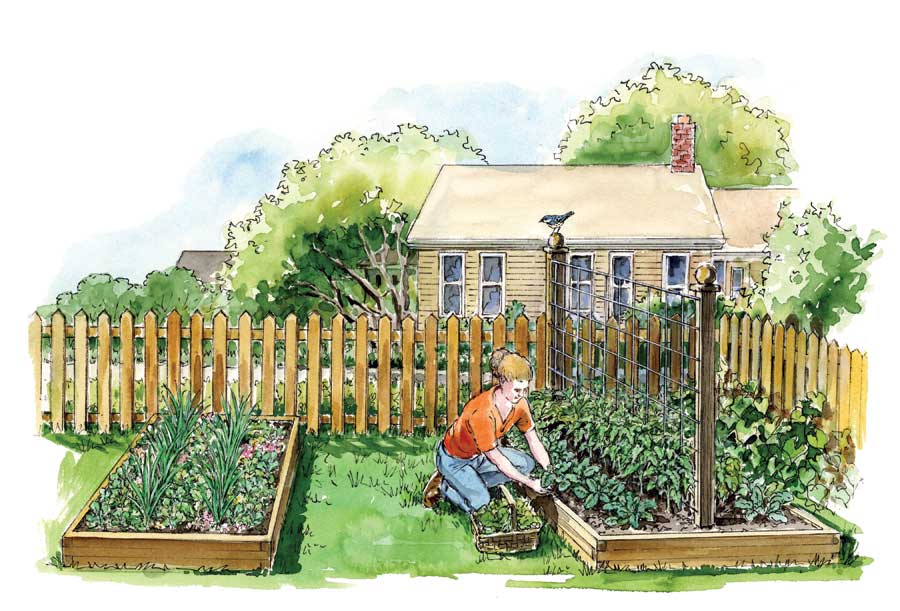 Vegetable Garden Drawing at PaintingValley.com | Explore collection of