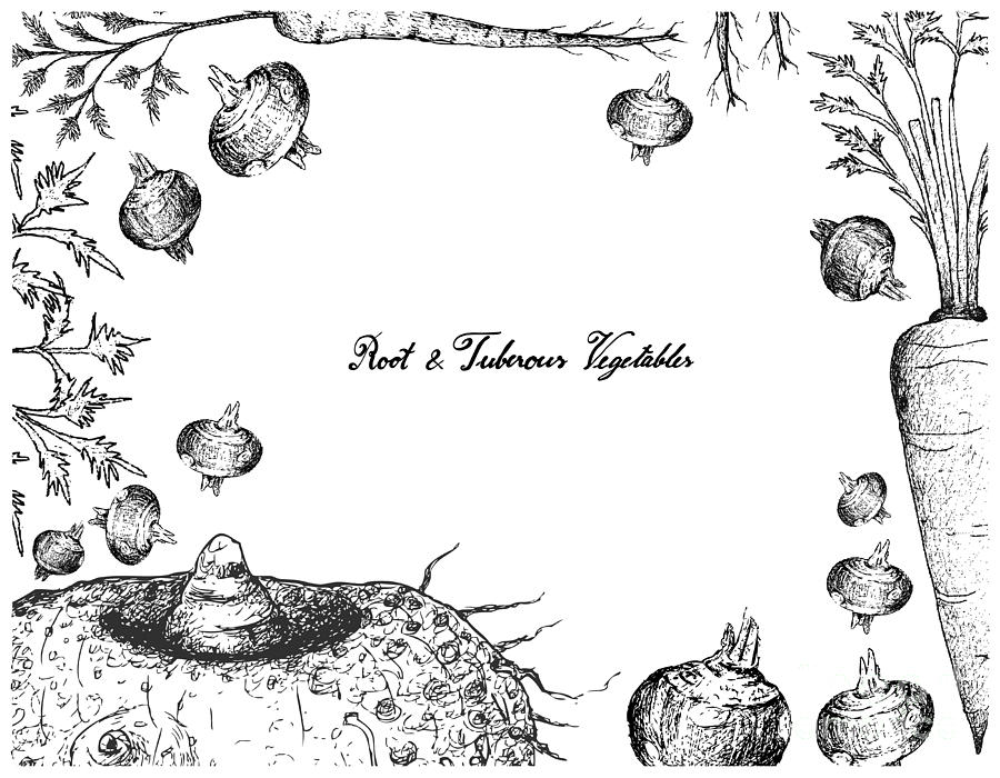 900x700 hand drawn frame of root and tuberous vegetables drawing - Vegetables Drawing