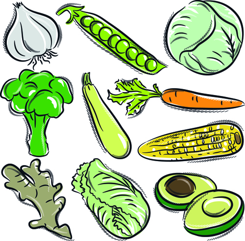 500x492 sorts of hand drawing vegetables vector set free download - Vegetables Drawing