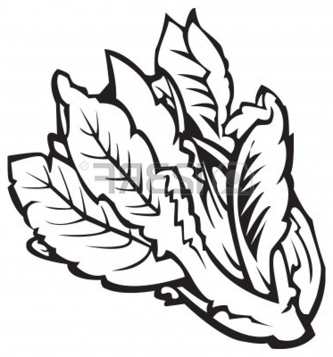 1119x1200 Best Fruits Vegetables Clipart Line Drawing Pictures - Vegetables Line Drawing