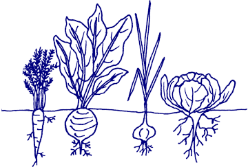 360x243 root vegetable line drawings - Vegetables Line Drawing