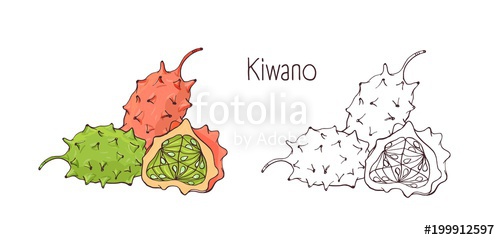 500x240 colorful and monochrome contour drawings of whole and cut ripe - Veggie Drawings