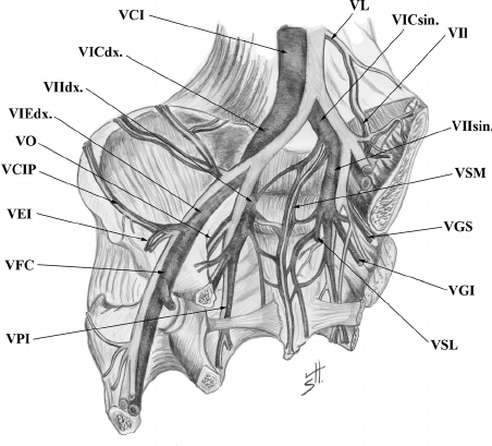 452x409 drawing of the parietal veins of pelvis - Veins Drawing