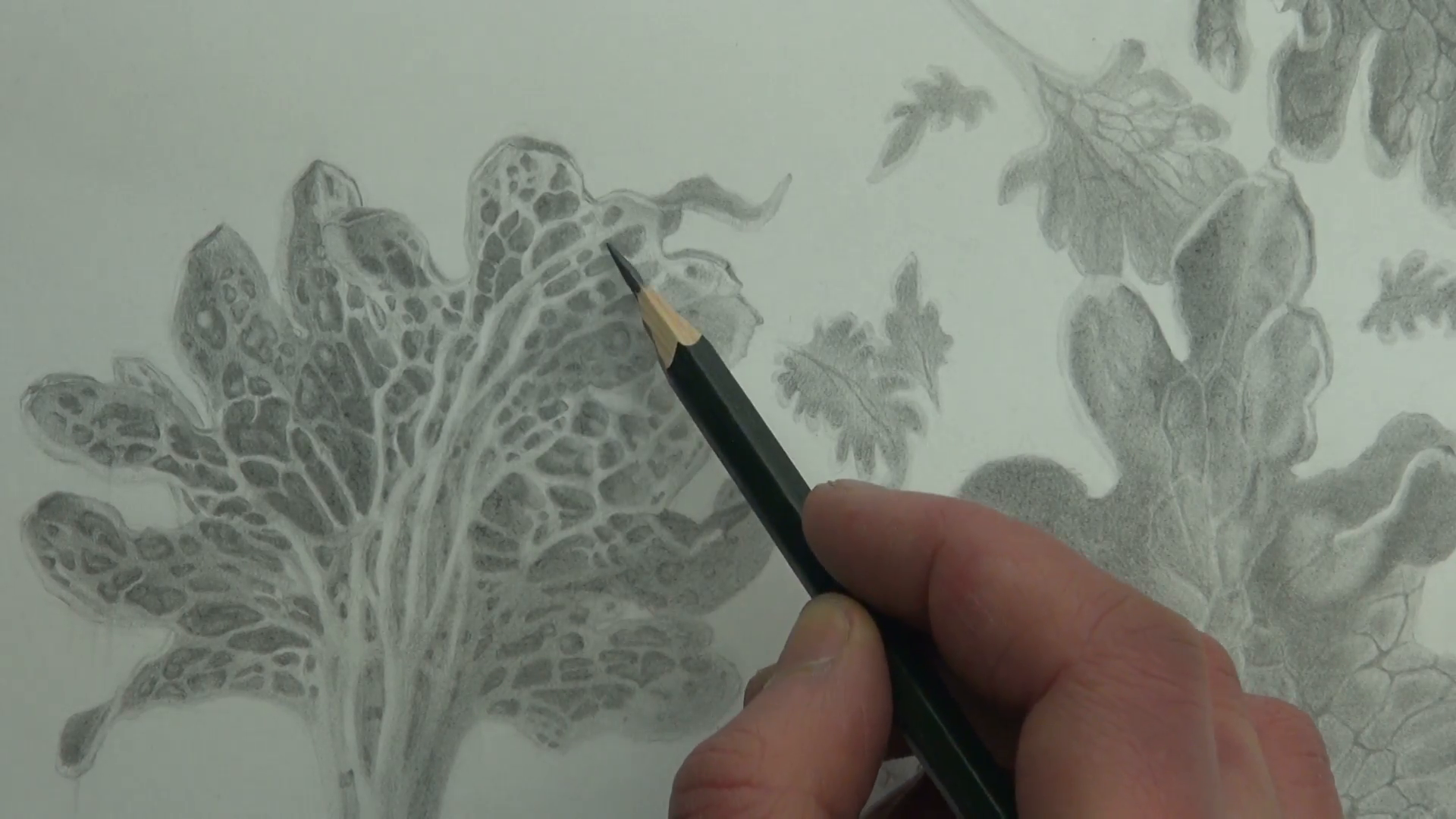 1920x1080 Drawing Veins On Enlarged Coleus Leaves With A Graphite Pencil - Veins Drawing