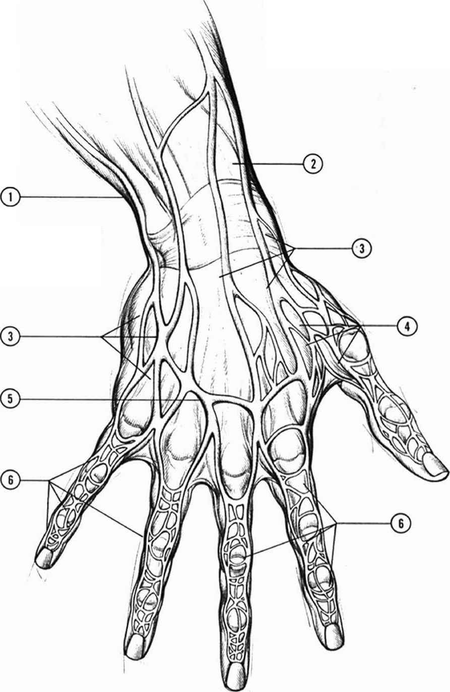 892x1371 Veins Drawing Free Download - Veins Drawing
