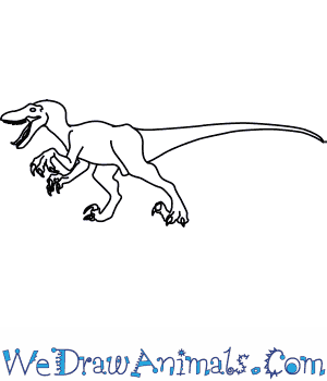 300x350 how to draw a velociraptor - Velociraptor Drawing