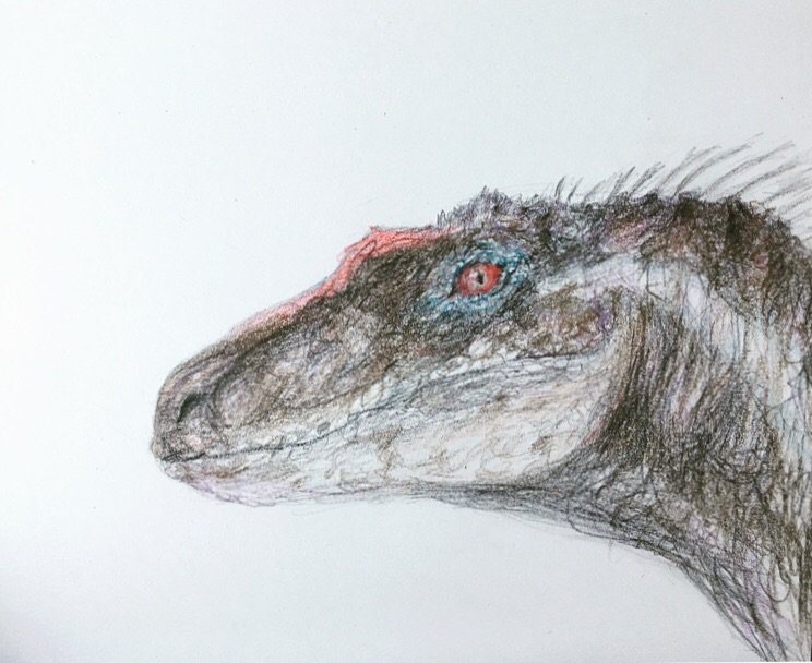 744x608 velociraptor art amino - Velociraptor Drawing