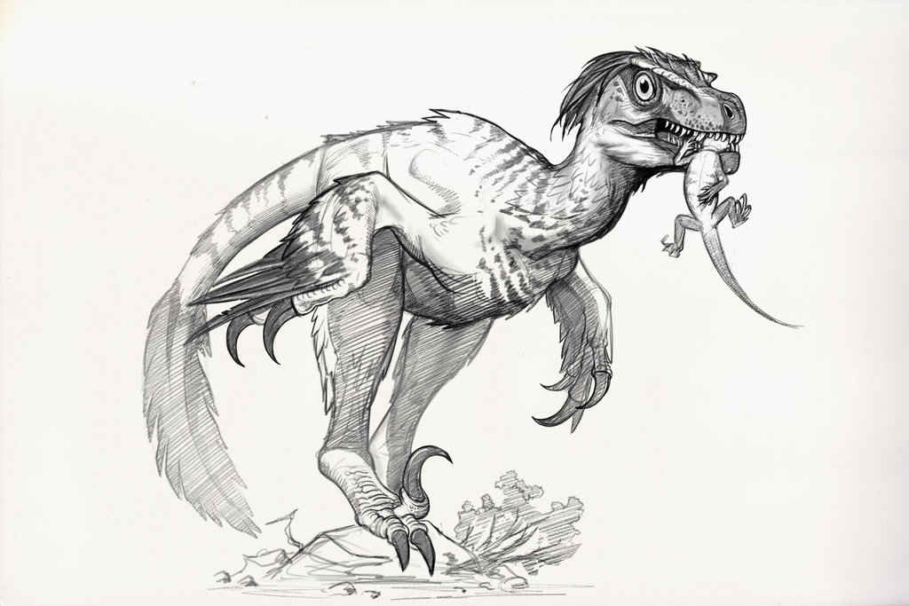 1024x683 velociraptor drawing free download - Velociraptor Drawing