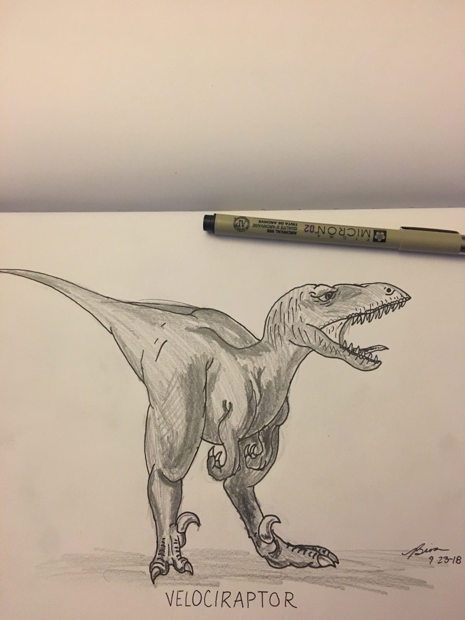 1536x2048 velociraptor drawing in pencil and ink - Velociraptor Drawing
