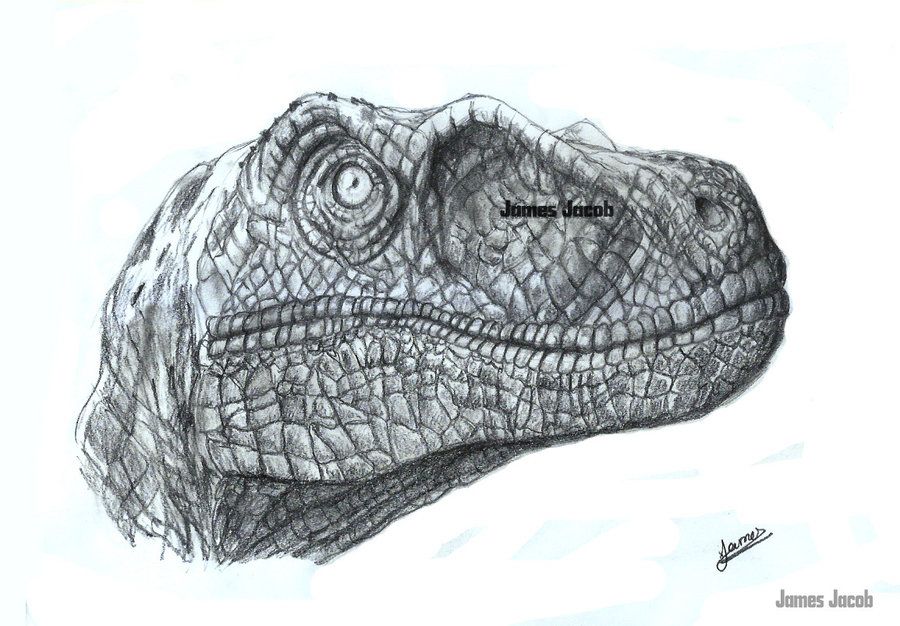 900x626 velociraptor drawing - Velociraptor Drawing