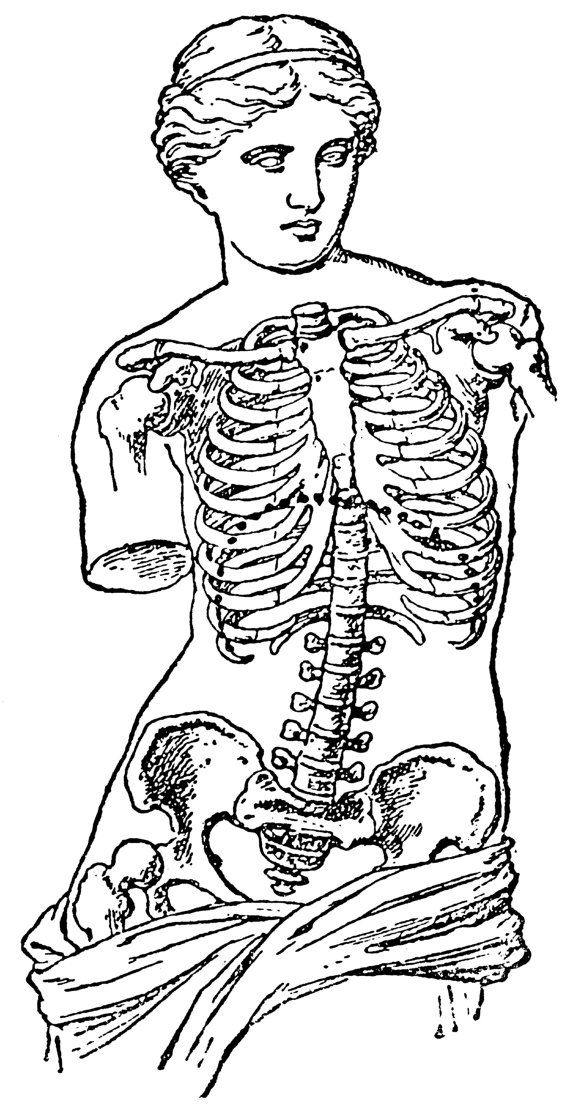 570x1113 venus de milo old medical atlas illustration - Venus De Milo Drawing