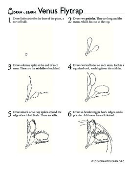 270x350 How To Draw A Venus Flytrap Worksheet - Venus Fly Trap Drawing
