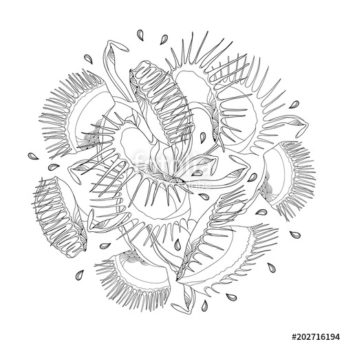 500x500 vector round composition of venus flytrap or dionaea muscipula - Venus Fly Trap Drawing