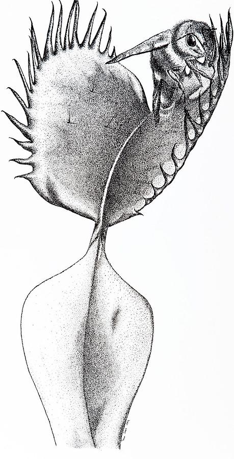 Venus Fly Trap Drawing At Paintingvalley Com Explore Collection