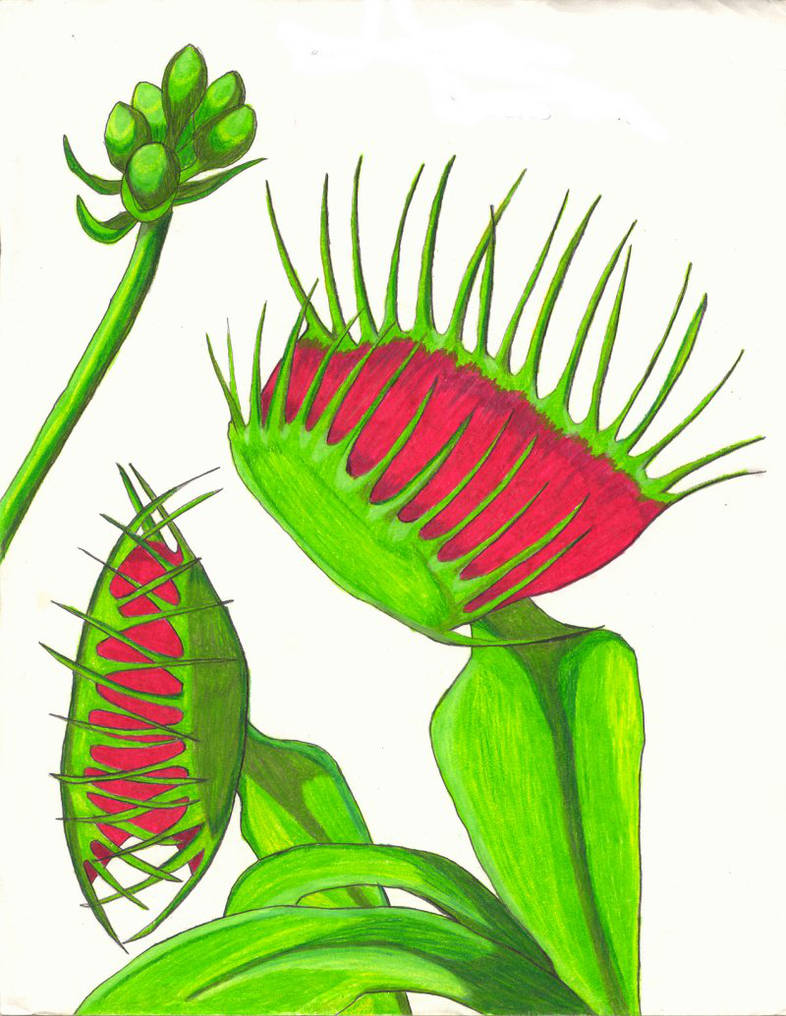 Venus Fly Trap Drawing at Explore collection of