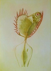 215x300 bee caught in venus fly trap painting - Venus Fly Trap Drawing