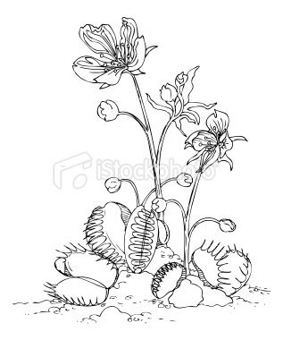 317x380 venus fly trap in black and white shows all parts of the flower - Venus Fly Trap Drawing