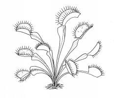 232x200 Venus Flytrap Crafts And Learning Activities For Children Old - Venus Fly Trap Drawing