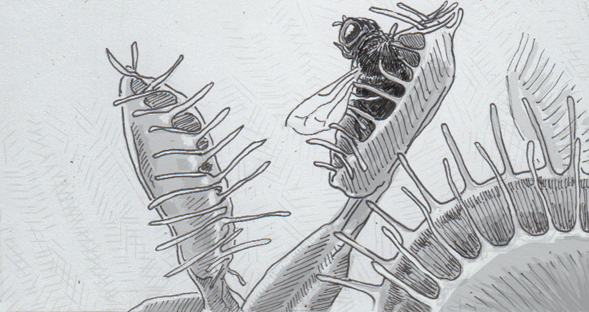 825x438 venus flytraps' bio mechanical, action potential based portioning - Venus Fly Trap Drawing