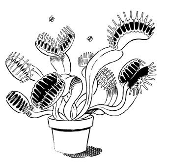 346x331 venus flytrap illustration carnivorous plants in trap art - Venus Fly Trap Drawing