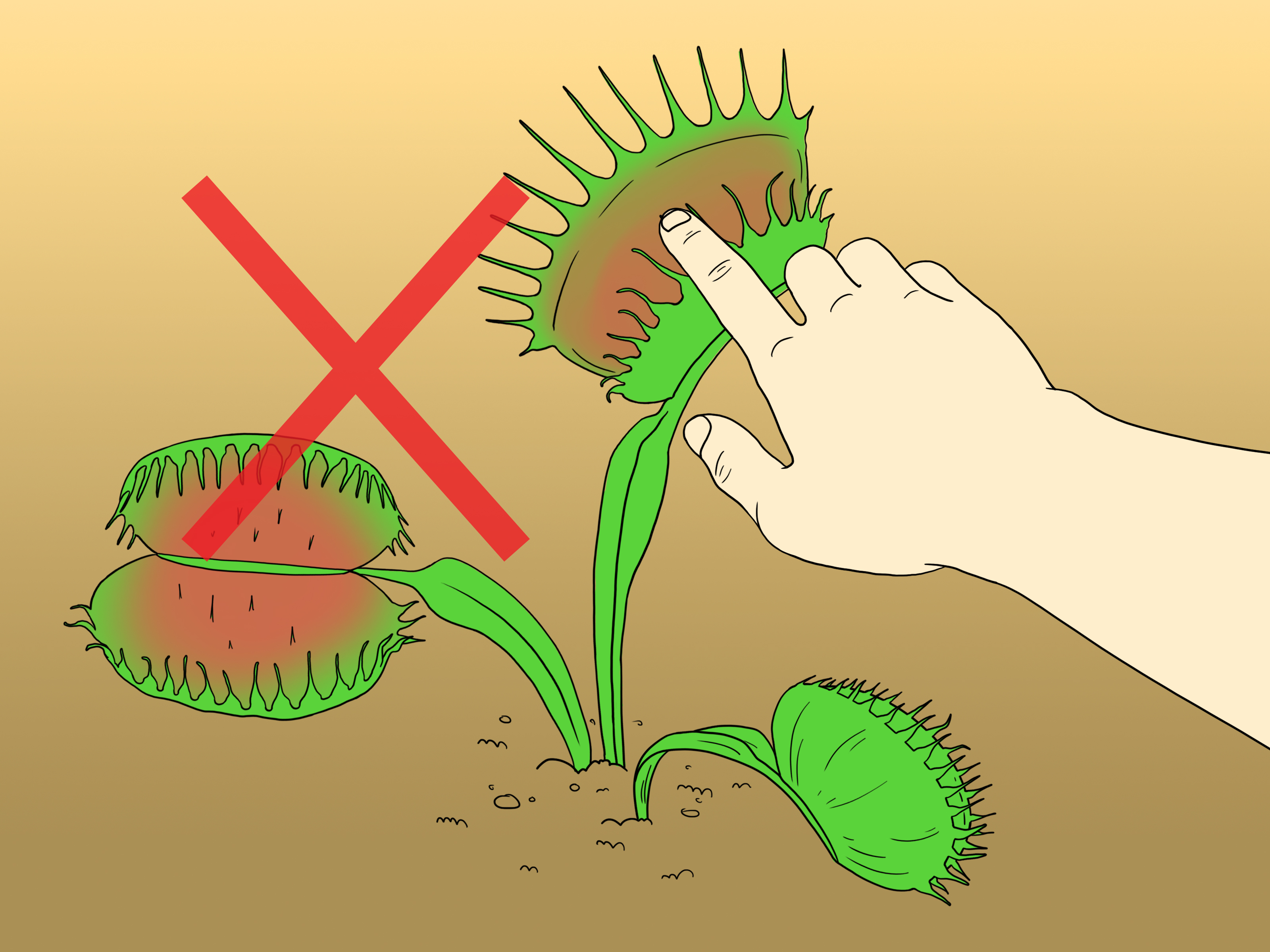 3200x2400 how to care for venus fly traps - Venus Fly Trap Drawing