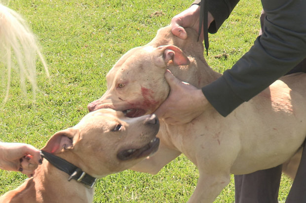 620x413 dangerous dog owners are training pets to kill daily star - Vicious Dog Drawing