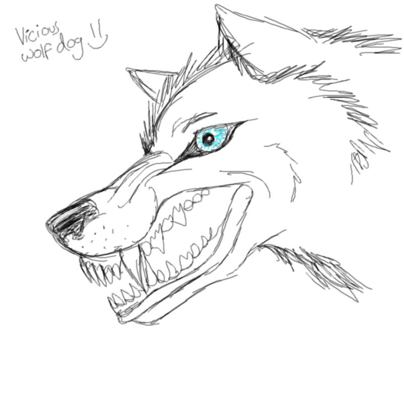 802x802 Vicious Wolfdog - Vicious Dog Drawing