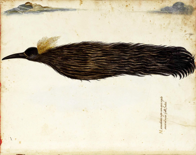 799x630 Fallen Angels Birds Of Paradise In Early Modern Europe - Victorian Bird Drawings
