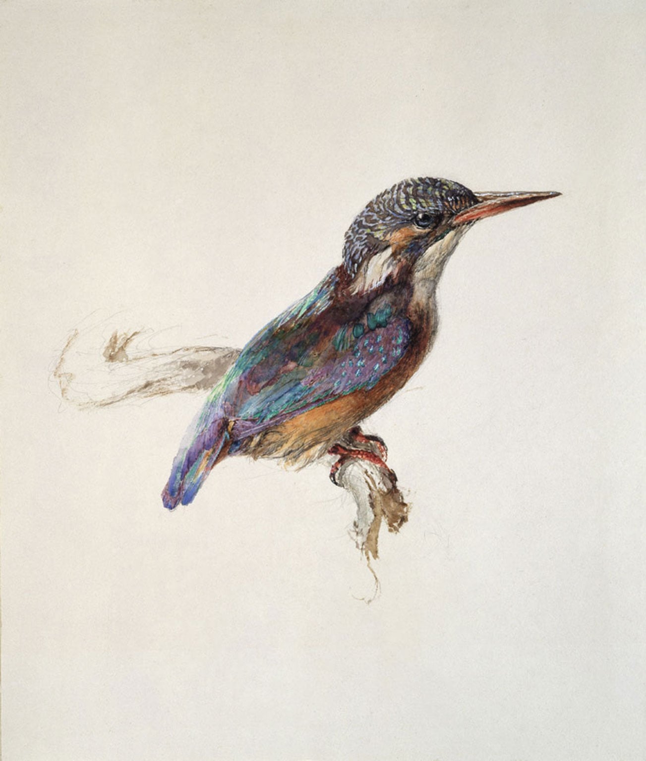1303x1536 five victorian artists - Victorian Bird Drawings