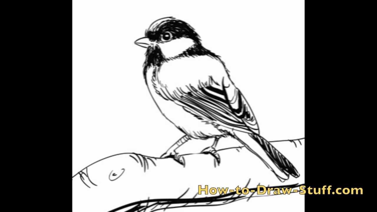 1280x720 How To Draw A Bird Step - Victorian Bird Drawings