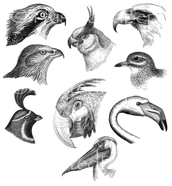 555x600 victorian bird illustrations, bird heads, bird drawings, black - Victorian Bird Drawings