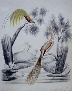 237x300 victorian drawings, africa, pyramids and birds - Victorian Bird Drawings