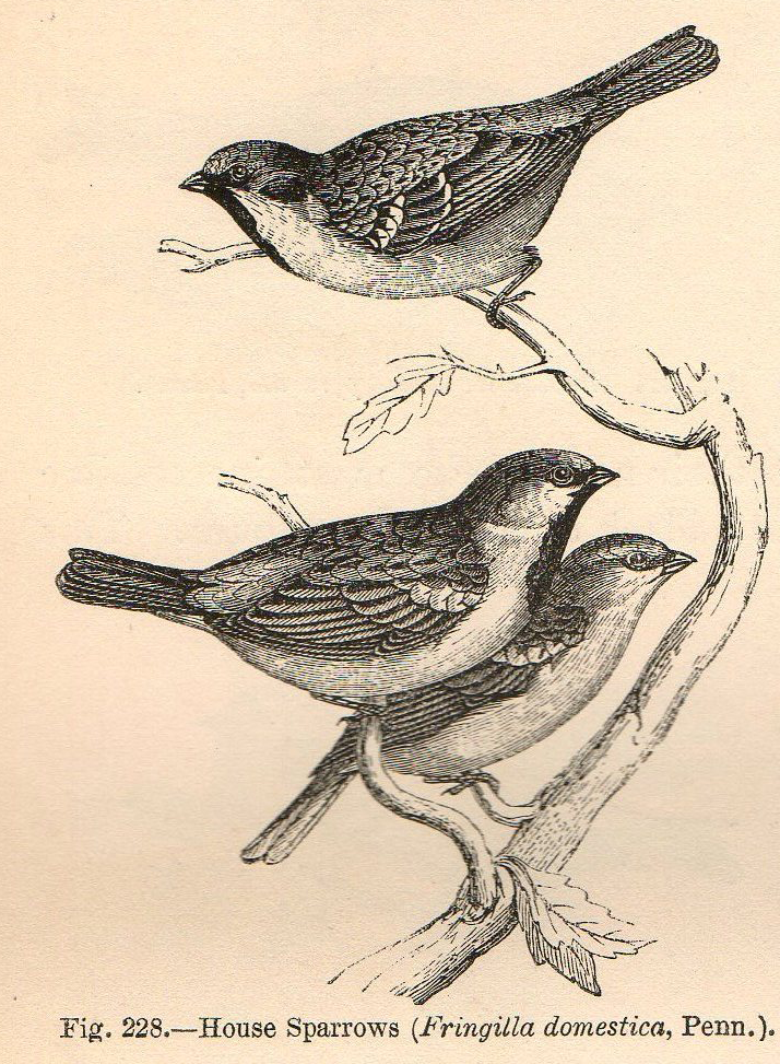 714x973 victorian bird illustration - Victorian Bird Drawings