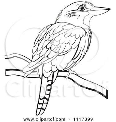 375x392 victorian drawing kookaburra - Victorian Bird Drawings