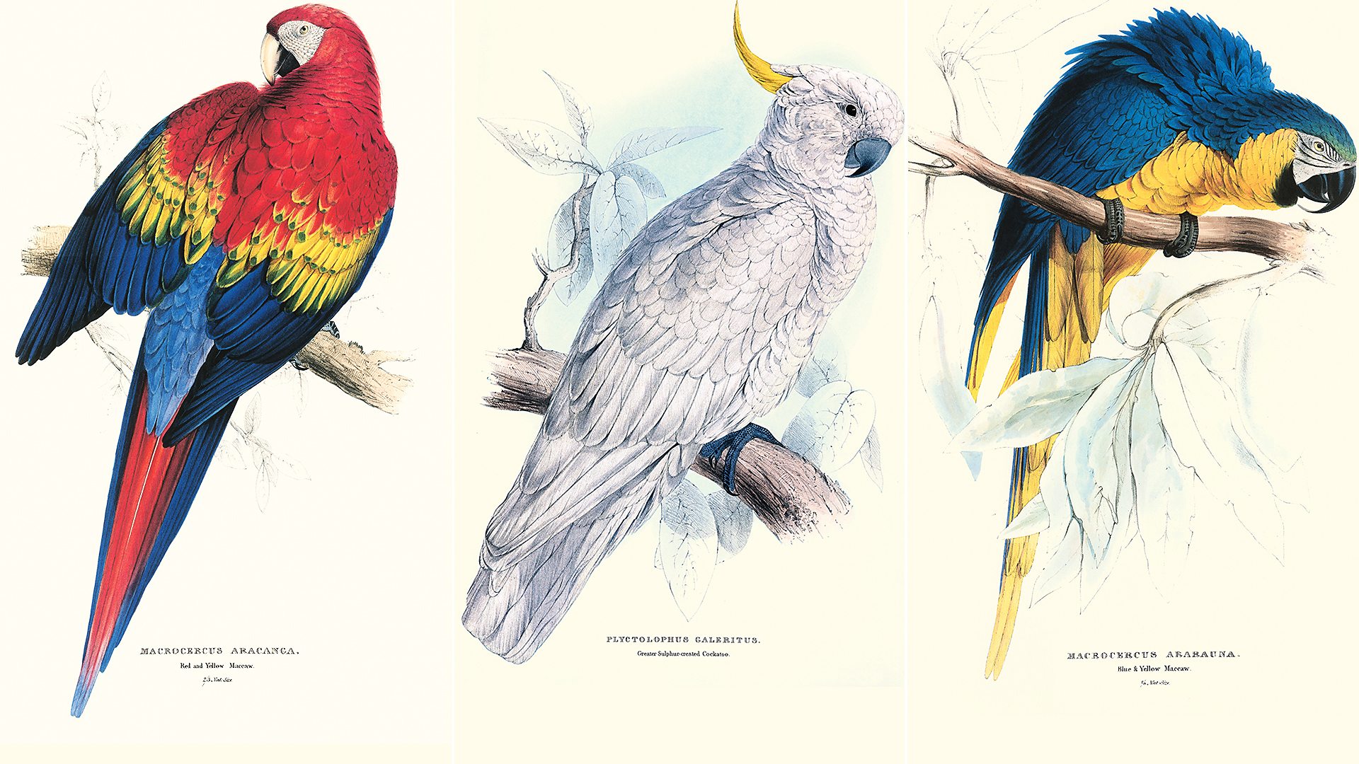 1920x1080 Bbc Arts - Victorian Bird Drawings