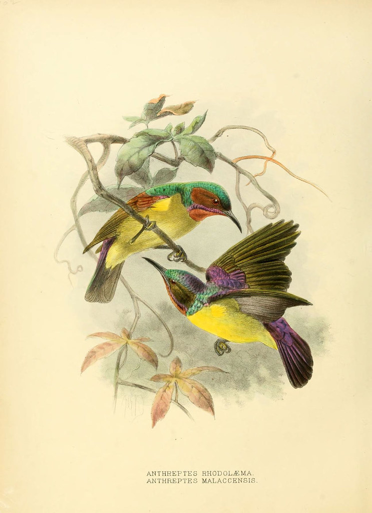 743x1024 Bibliodyssey May - Victorian Bird Drawings